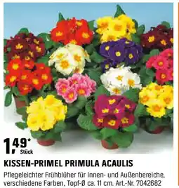 OBI Kissen-primel primula acaulis Angebot