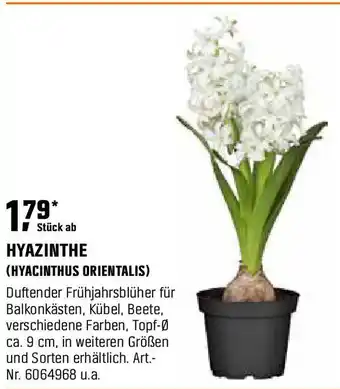 OBI Hyazinthe (hyacinthus orientalis) Angebot