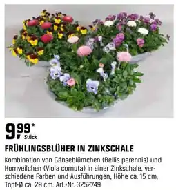 OBI Frühlingsblüher in zinkschale Angebot