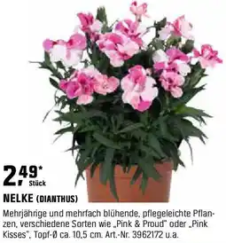 OBI Nelke (dianthus) Angebot