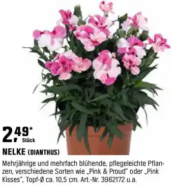 OBI Nelke (dianthus) Angebot