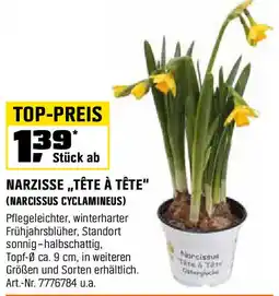 OBI Narzisse „tête à tête Angebot