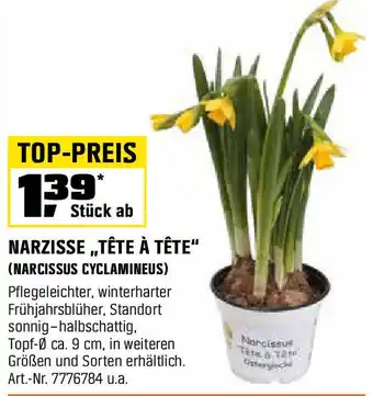 OBI Narzisse „tête à tête Angebot