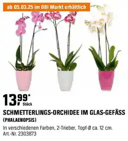 OBI Schmetterlings-orchidee im glas-gefäss Angebot