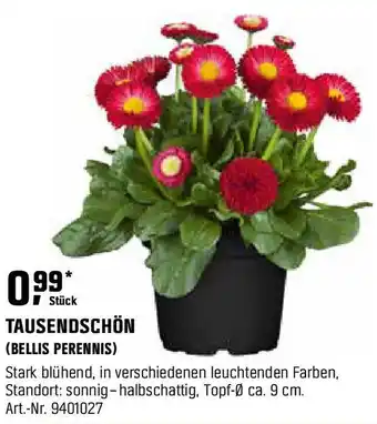 OBI Tausendschön (bellis perennis) Angebot