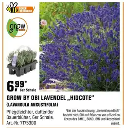 OBI Grow by obi lavendel,,hidcote Angebot