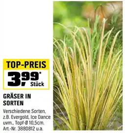 OBI Gräser in sorten Angebot
