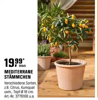 OBI Mediterrane stämmchen Angebot