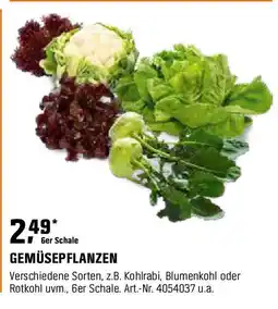 OBI Gemüsepflanzen Angebot
