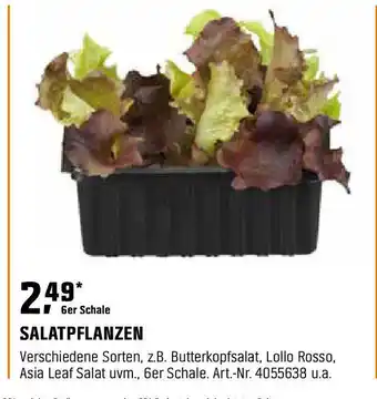 OBI Salatpflanzen Angebot