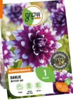 OBI Grow by Obi Dahlie Mystery Day Angebot