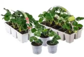 OBI Gartenerdbeere Angebot