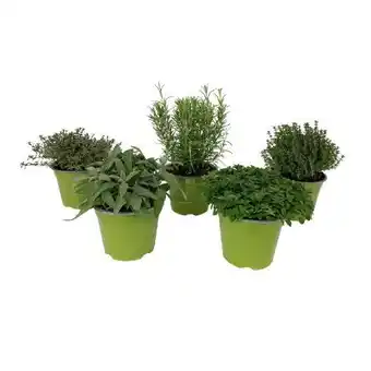 OBI Grow by Obi Kräutermischung Italienische Kräuter Angebot