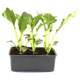 OBI Grow by Obi Kohlrabi Delikatesse Angebot