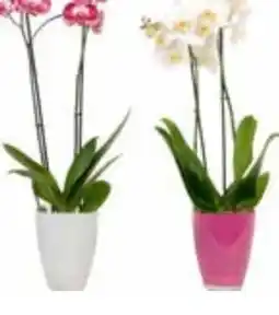 OBI Schmetterlings Orchideen Angebot