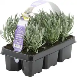 OBI Grow by Obi Lavendel Hidcote Angebot