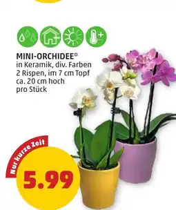 PENNY Mini-orchidee Angebot