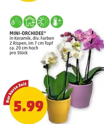 PENNY Mini-orchidee Angebot