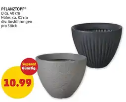 PENNY Pflanztopf Angebot