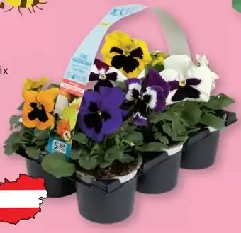 Lidl Viola Mix Angebot