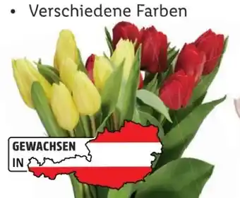 Lidl Tulpensträuße Angebot