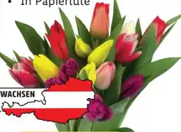 Lidl Tulpenstrauß Kunterbunt Angebot