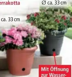 Norma Blumentopf Flora Angebot