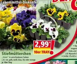 Norma Stiefmütterchen Angebot