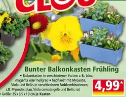 Norma Bunter Balkonkasten Frühling Angebot