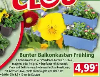 Norma Bunter Balkonkasten Frühling Angebot