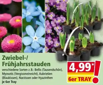 Norma Zwiebel-/ Frühjahrsstauden Angebot