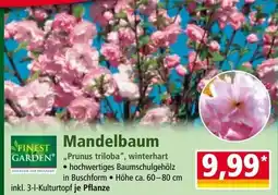 Norma Mandelbaum Angebot