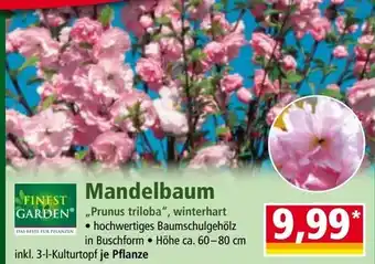 Norma Mandelbaum Angebot