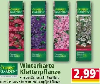 Norma Winterharte Kletterpflanze Angebot