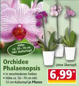 Norma Orchidee Phalaenopsis Angebot