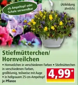 Norma Stiefmütterchen/ Hornveilchen Angebot