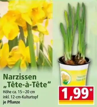 Norma Pflanze Angebot