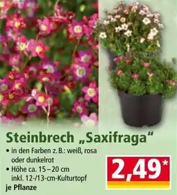 Norma Steinbrech Saxifraga Angebot