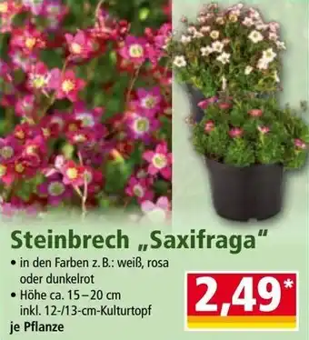 Norma Steinbrech Saxifraga Angebot