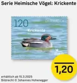 Post Serie Heimische Vögel: Krickente Angebot