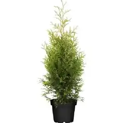 OBI Thuja brabant topf gedrueckt OBI Angebot