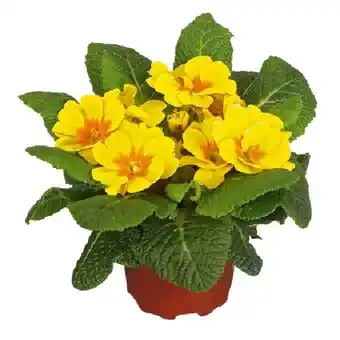 OBI Primula acaulis Farbmix OBI Angebot