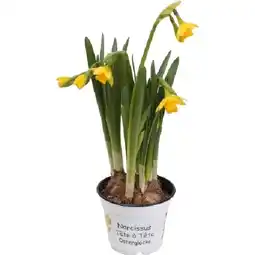 OBI Narcissus cyclamine.Tete a Tete OBI Angebot