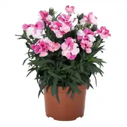 OBI Dianthus car. Pink & Proud OBI Angebot