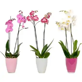 OBI Schmetterlings-Orchidee 2-Trieber im Glas-Gefäß OBI Angebot