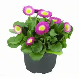 OBI Bellis perennis Farbmix OBI Angebot