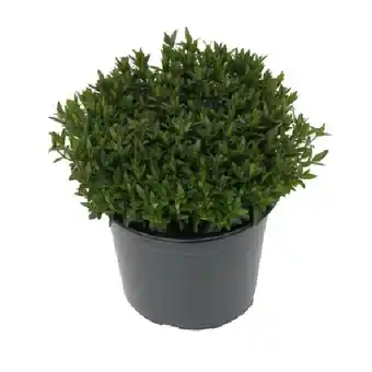 OBI Arenaria montana OBI Angebot