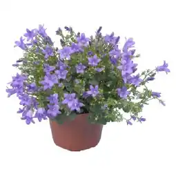 OBI Campanula Get Mee blau OBI Angebot