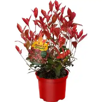 OBI Photinia fraseri Devils Dream OBI Angebot