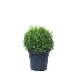 OBI Buxus microphylla Faulkner Kugel OBI Angebot